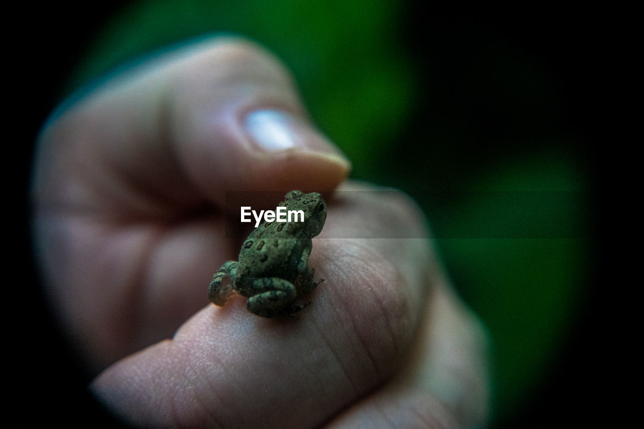 CLOSE-UP OF PERSON HOLDING LEAF