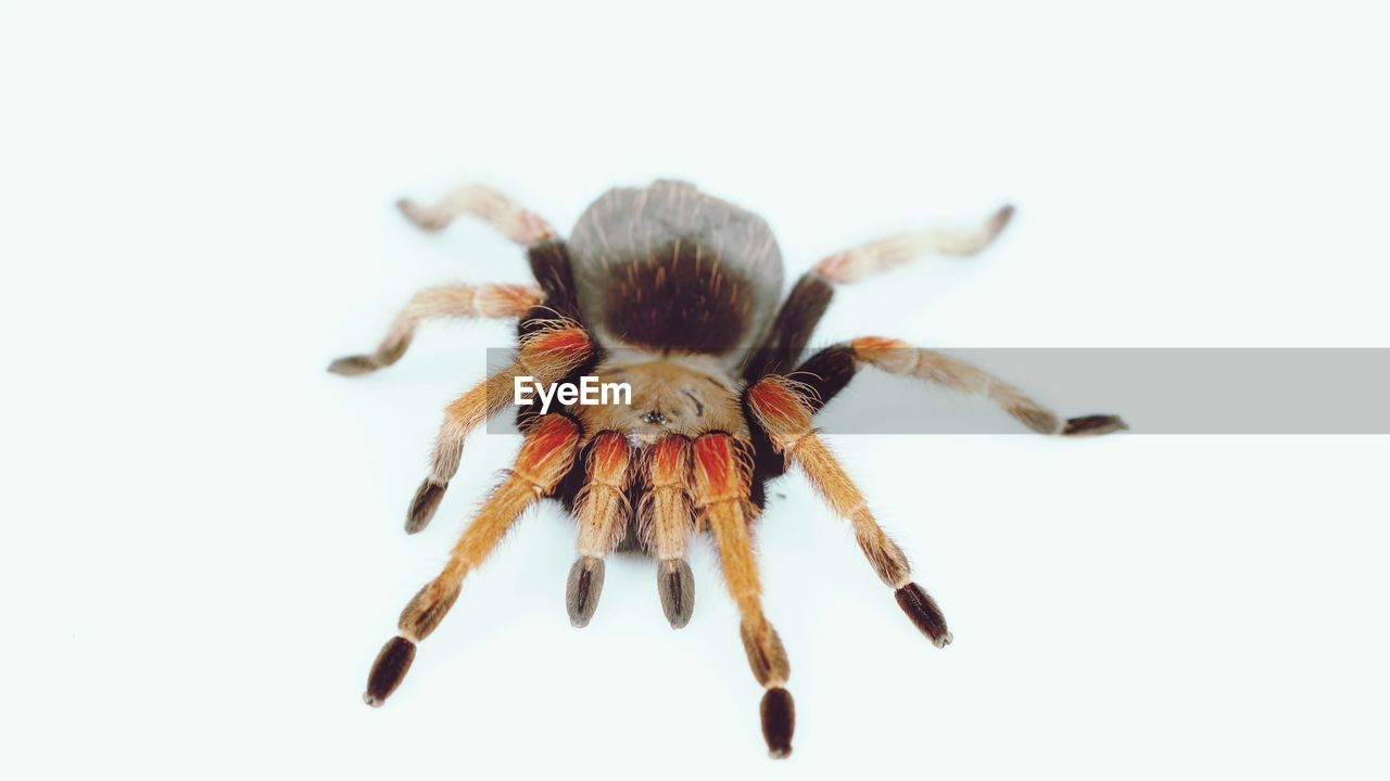 CLOSE-UP OF SPIDER AND WHITE BACKGROUND