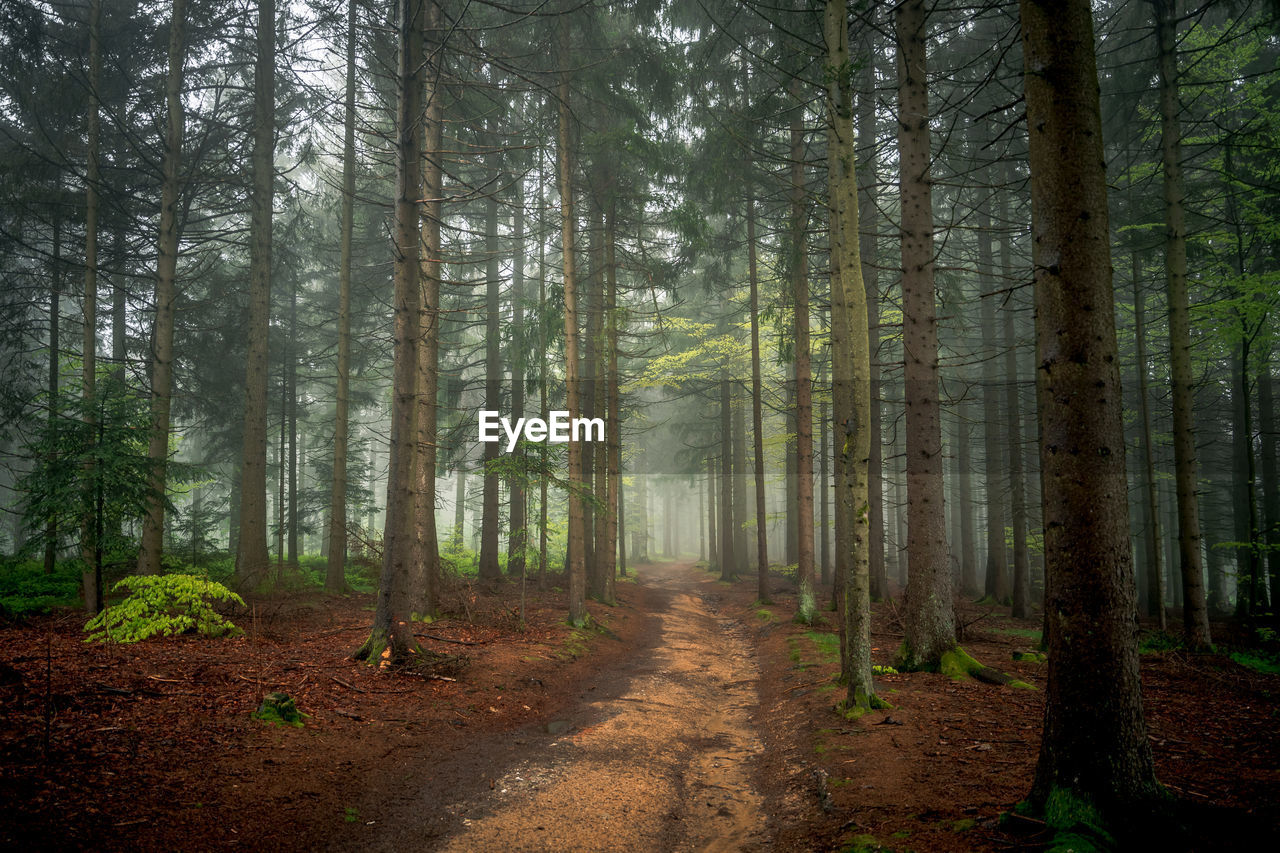 Dirt road amidst trees in forest