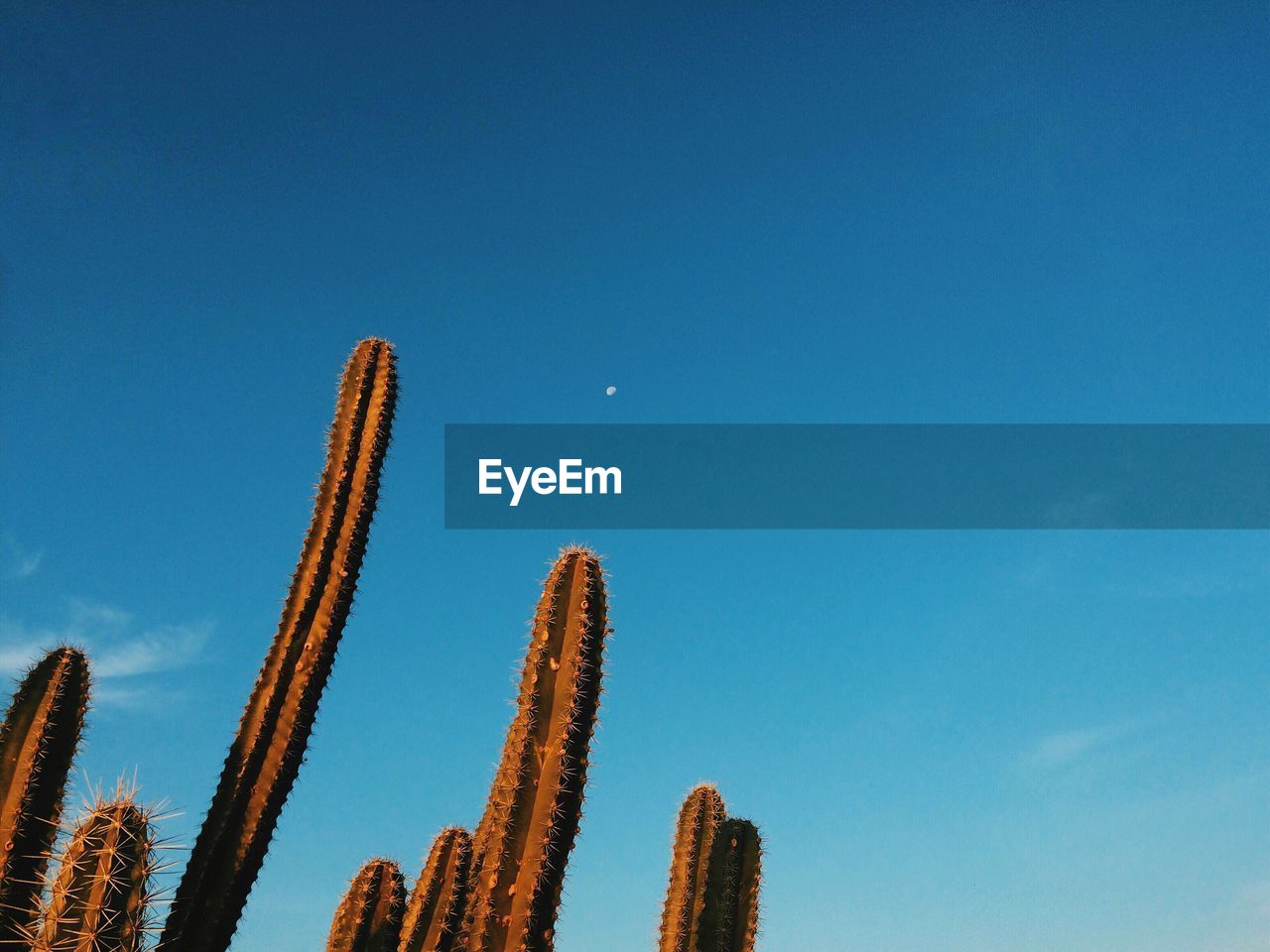 LOW ANGLE VIEW OF CACTUS AGAINST SKY
