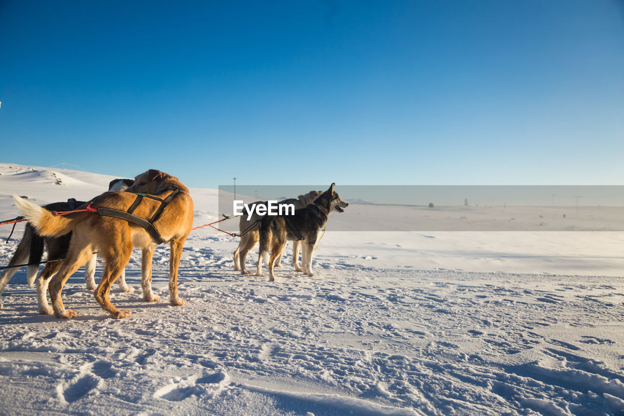 A beautiful husky dog team pulling a sled in beautiful norway morning scenery. 