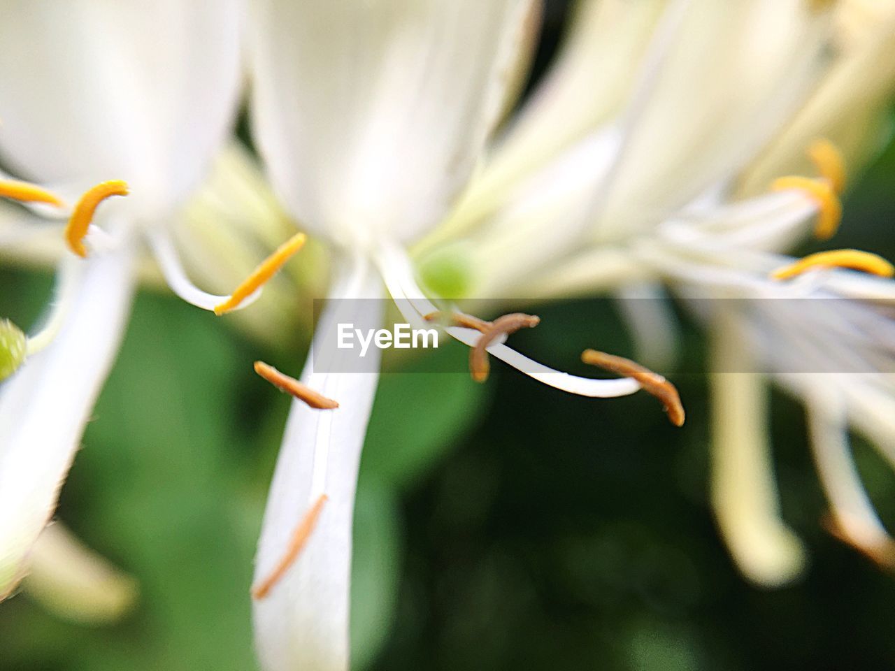 CLOSE-UP OF WHITE FLOWER PLANT