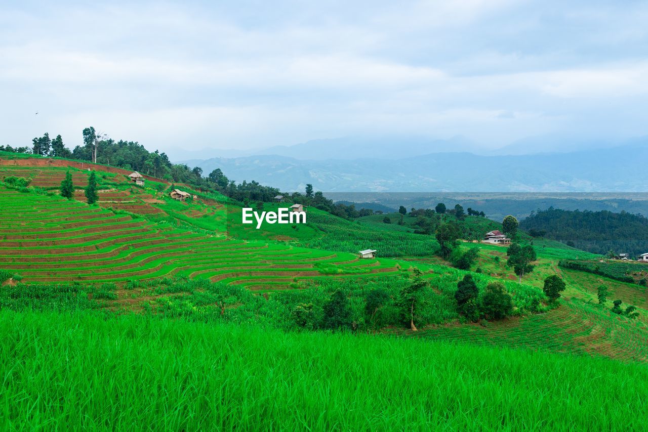 Scenic view of agricultural field against sky