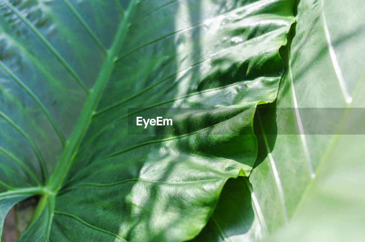 Close-up of fresh green leaves