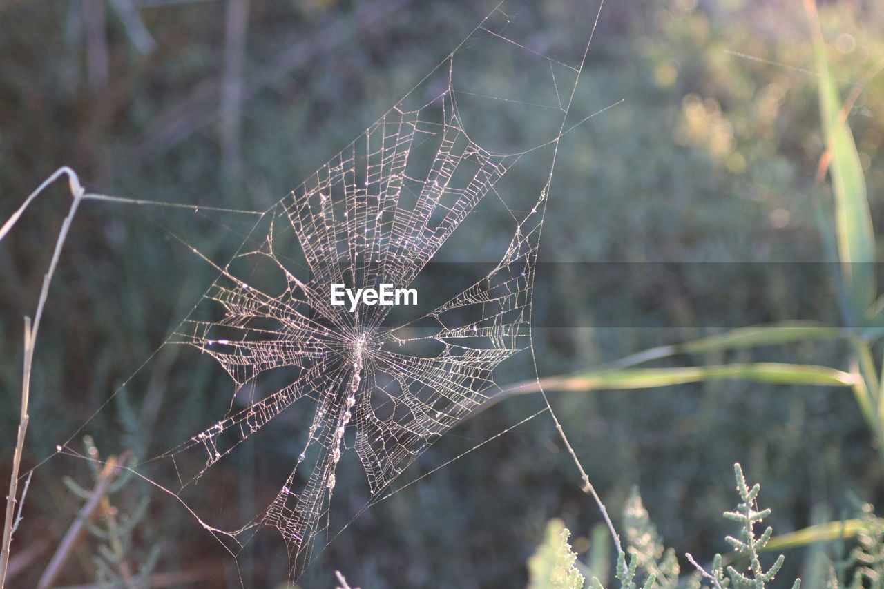 CLOSE-UP OF SPIDER WEB ON PLANT