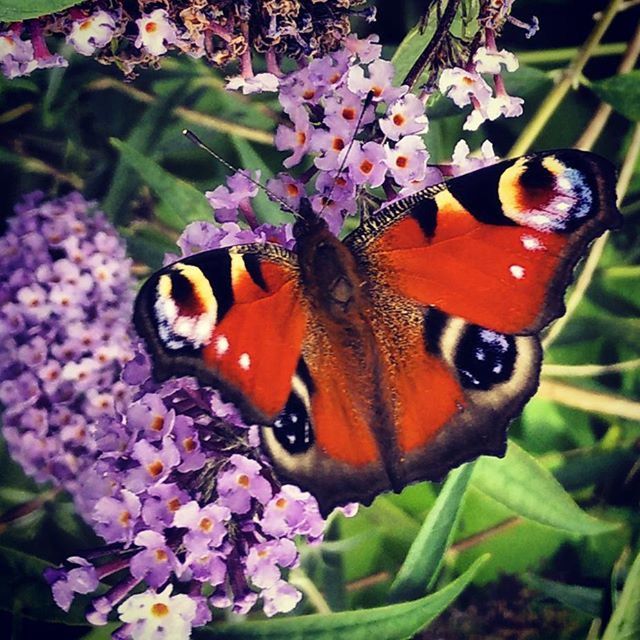 CLOSE-UP OF BUTTERFLY POLLINATING ON FLOWER