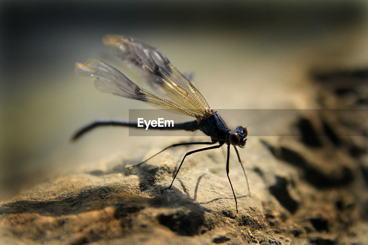 Close-up of damselfly on leaf