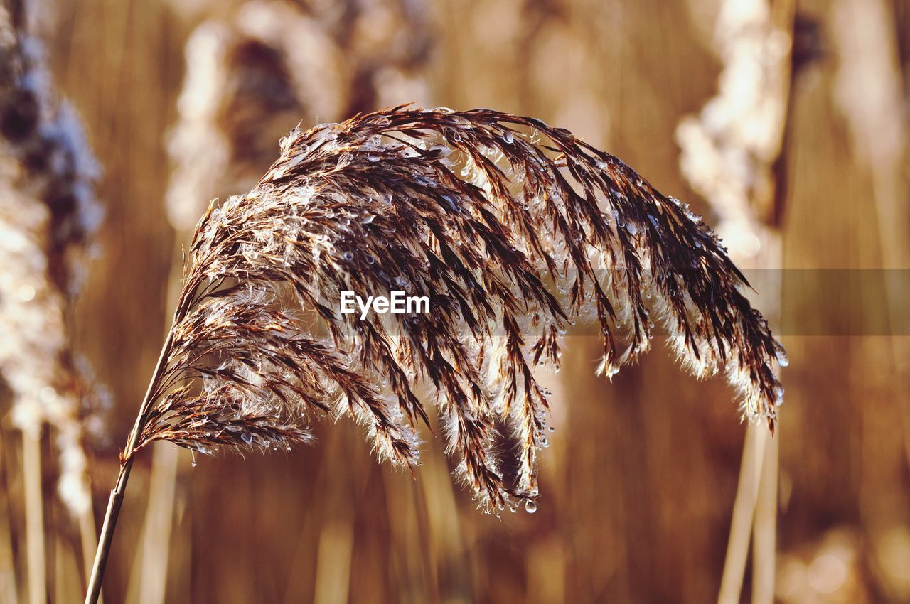 Close-up of wheat plant