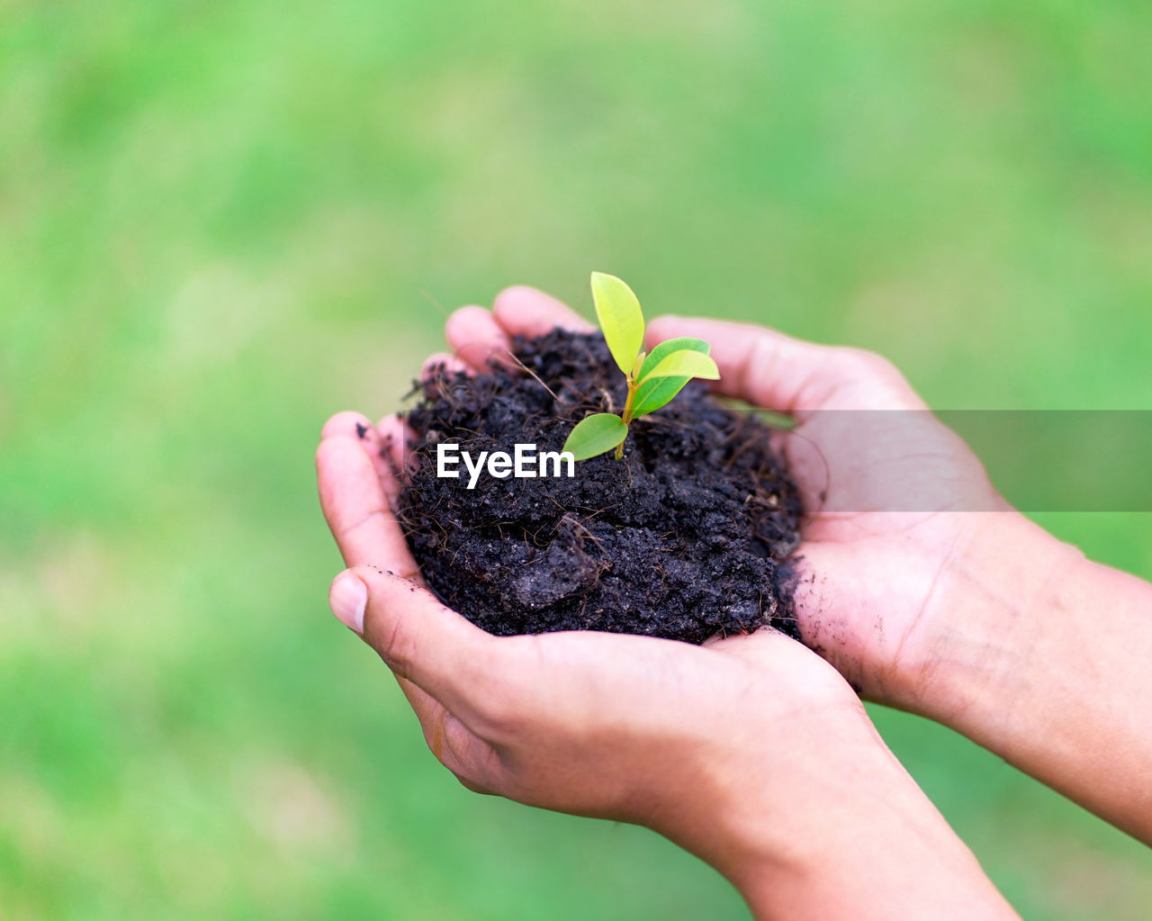 Close-up of hand holding plant