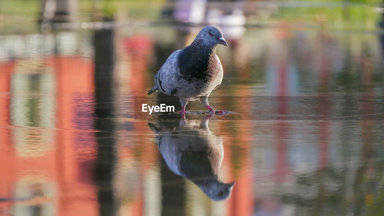 CLOSE-UP OF BIRD PERCHING ON THE LAKE