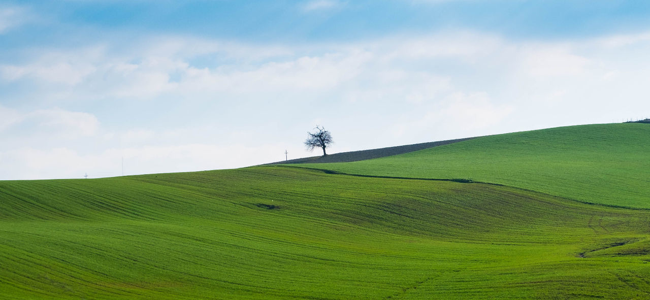 Scenic view of agricultural field against sky