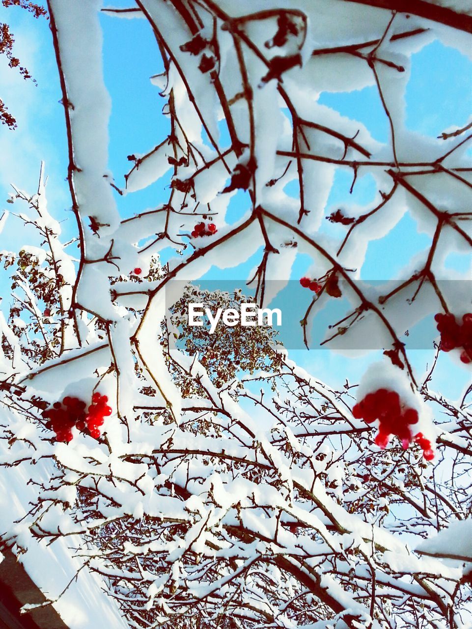 LOW ANGLE VIEW OF TWIG AGAINST SKY