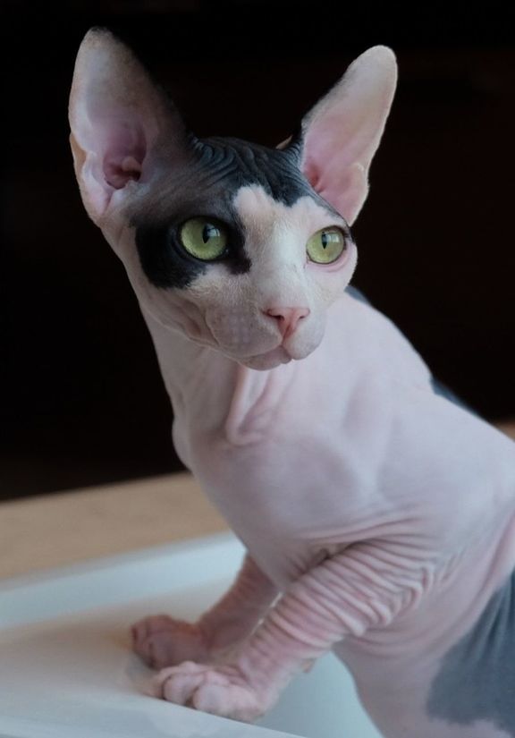 Close-up of sphynx cat at home