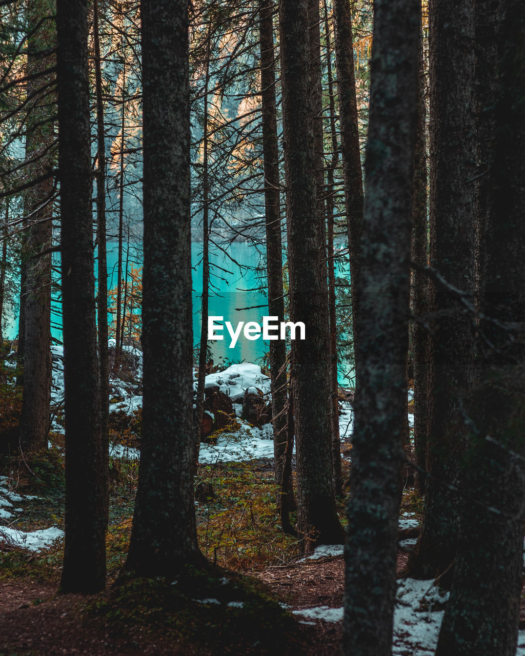 Trees in forest at lake braies