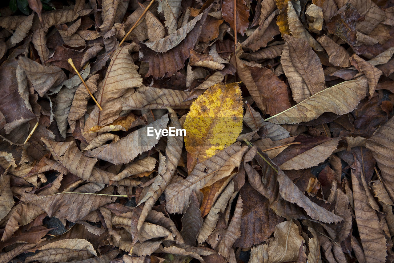 Full frame shot of fallen leaves on field during autumn