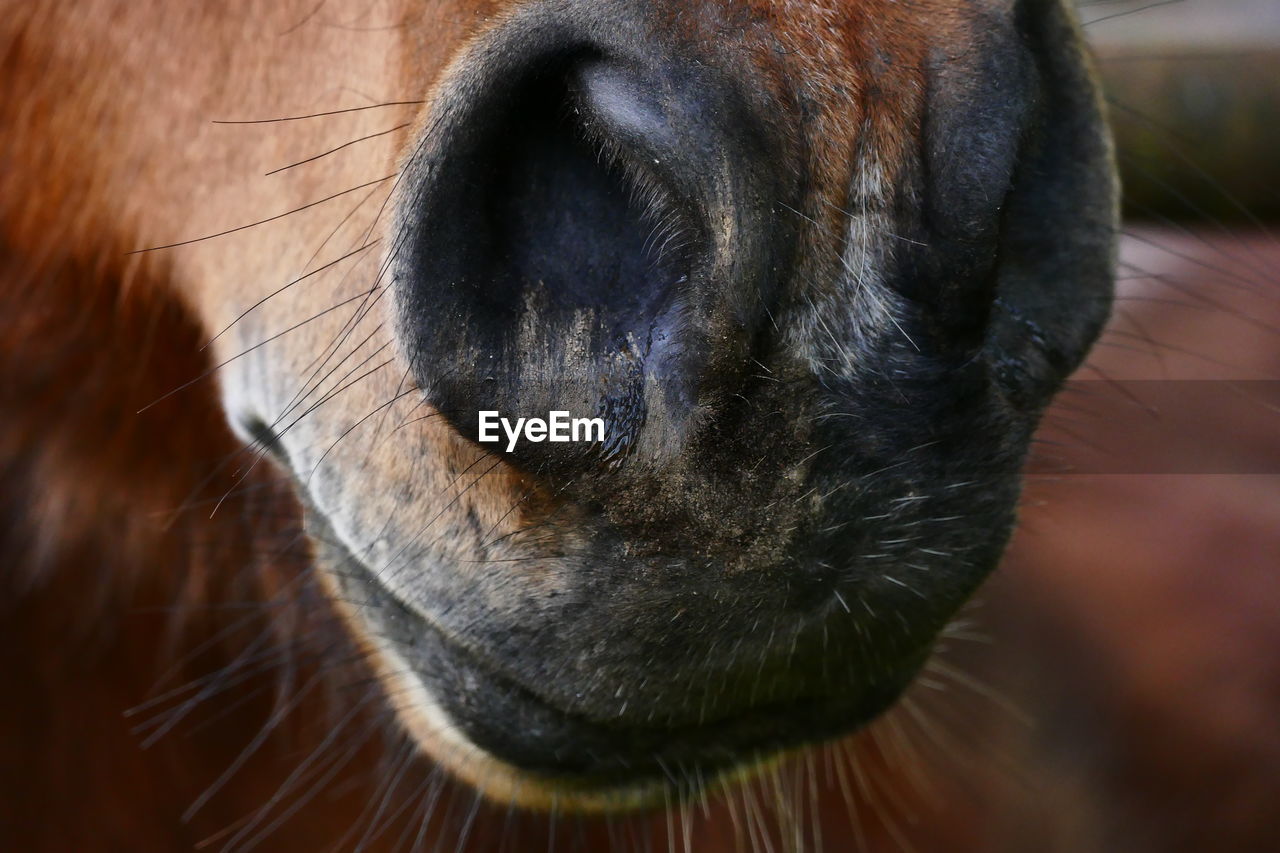 CLOSE-UP OF DOG EYE