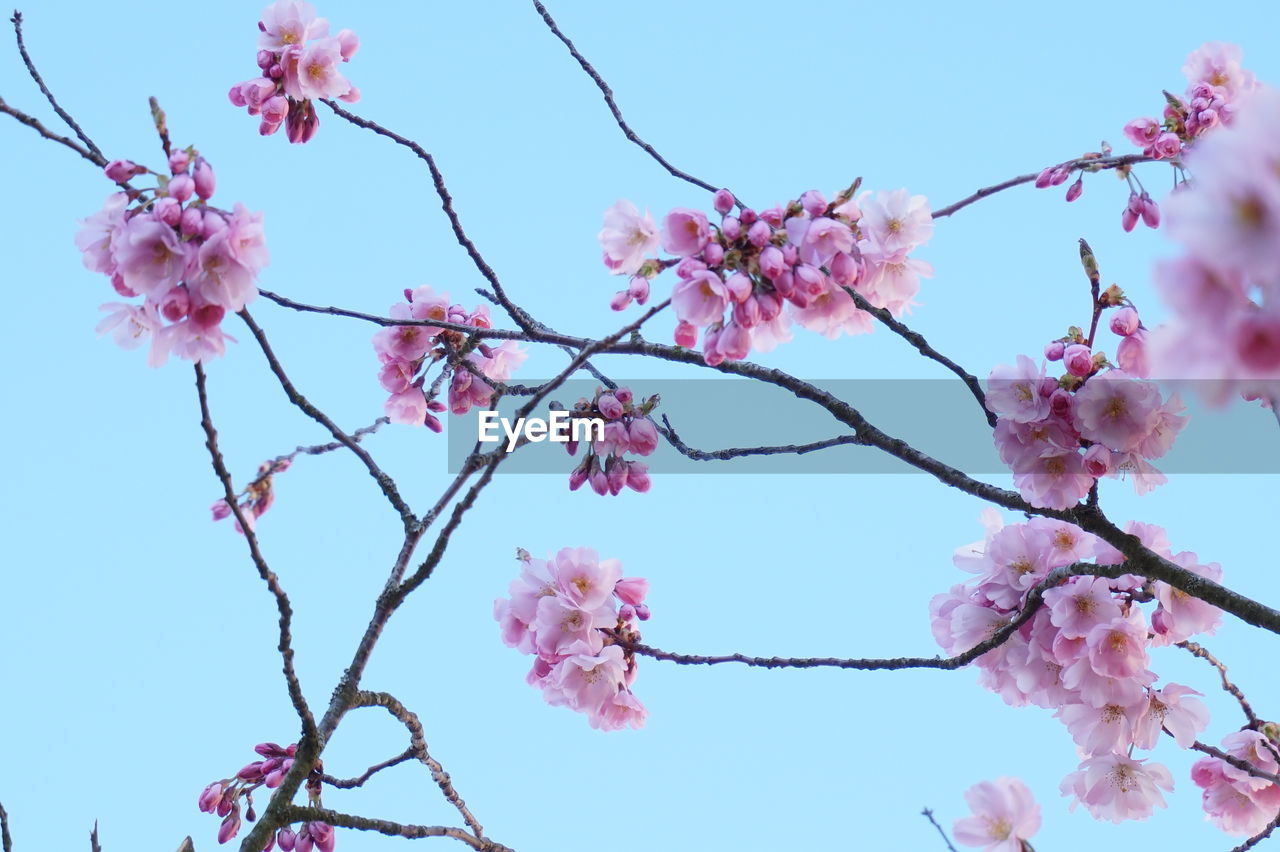 Low angle view of cherry blossom tree