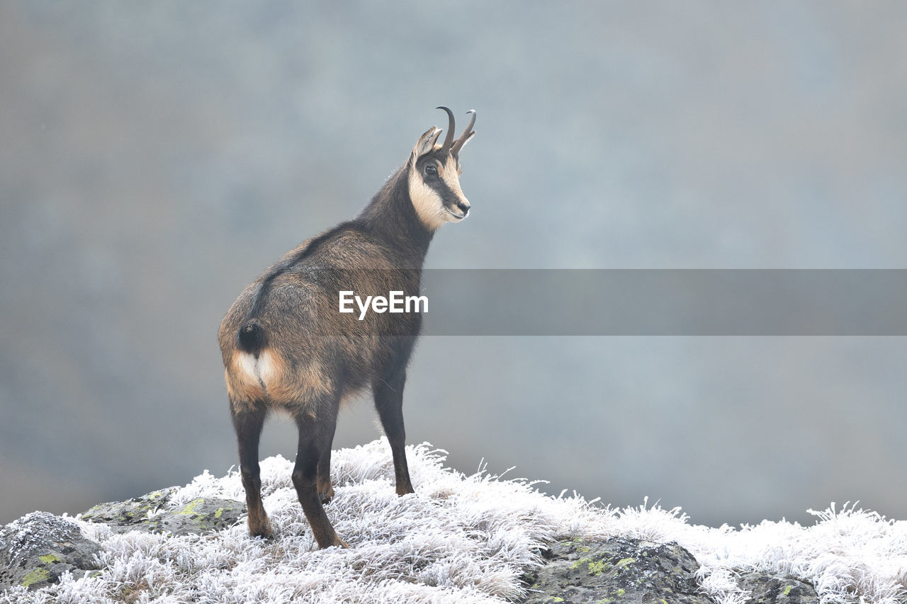Chamois goat rupicapra rupicapra in natural habitat climbing rocky hillside in cold weather