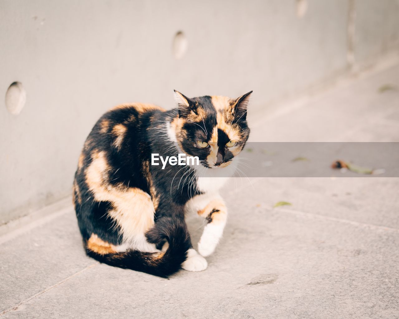 CAT SITTING ON KITTEN