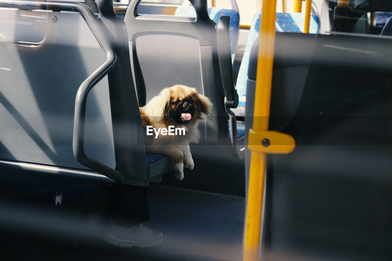 Dog on a bus