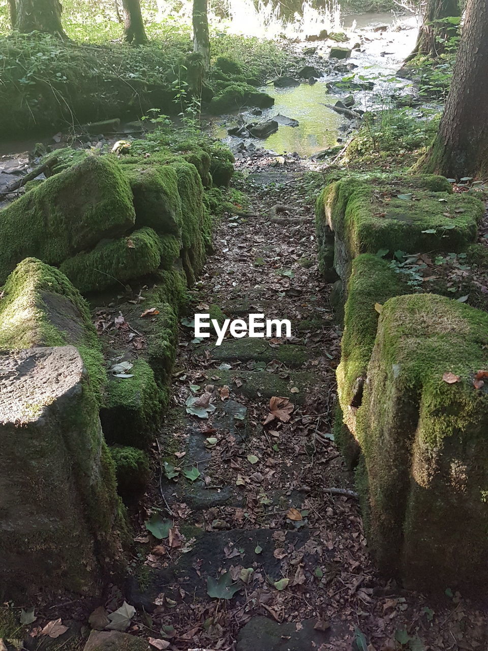 MOSS ON ROCK