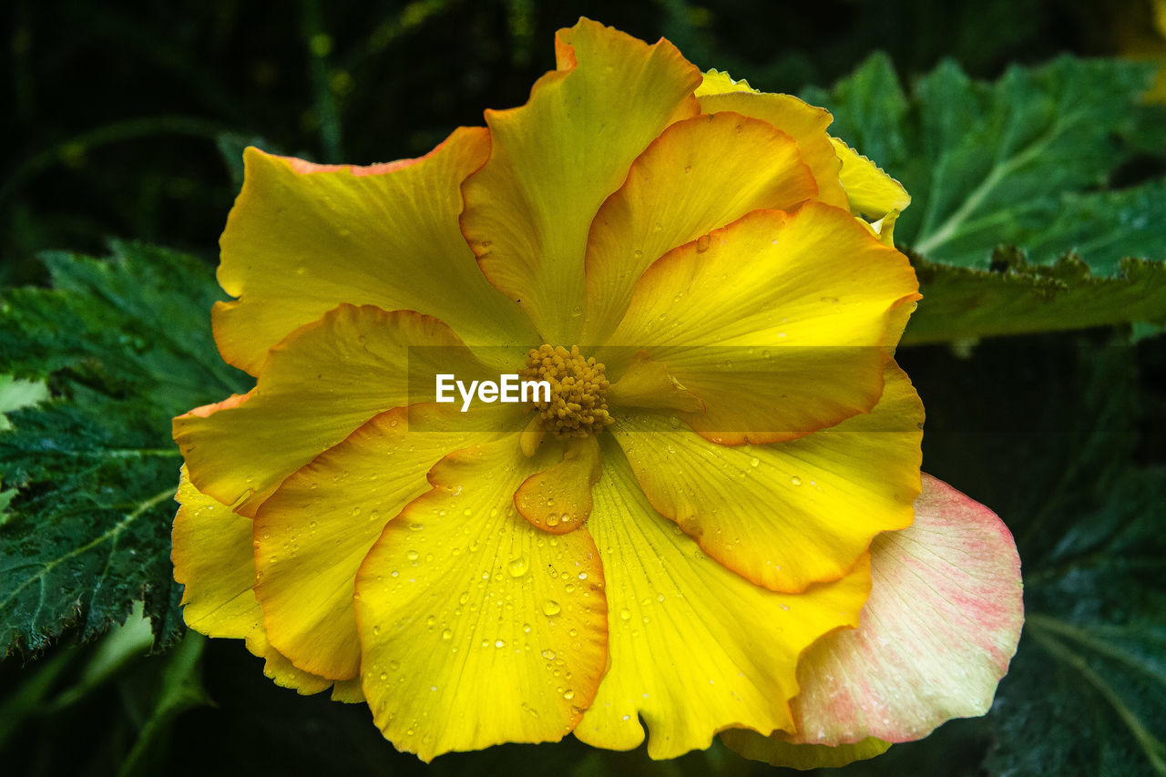 CLOSE-UP OF YELLOW FLOWER BLOOMING IN PARK