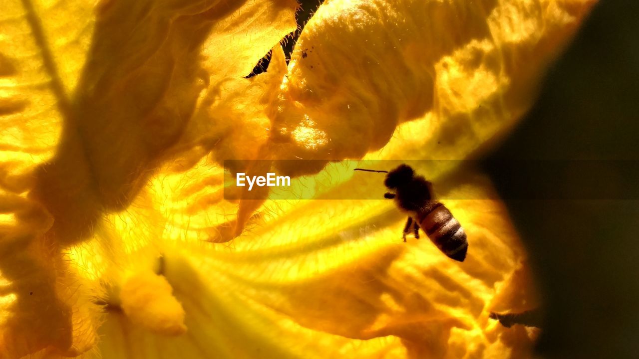 CLOSE-UP OF BEE FLYING OVER YELLOW