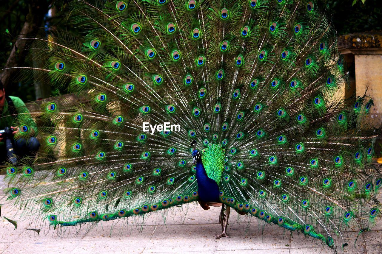 Close-up of peacock