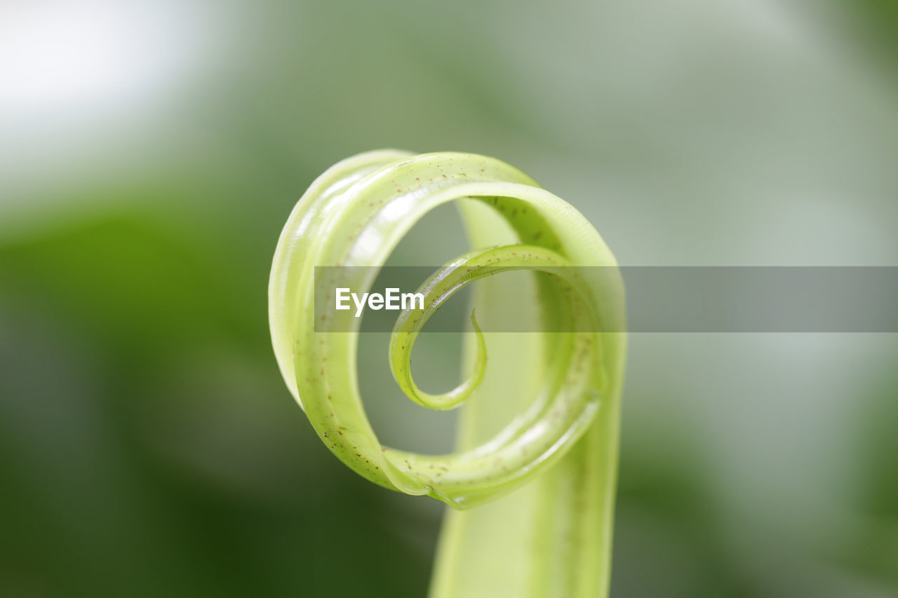 Close-up of fern