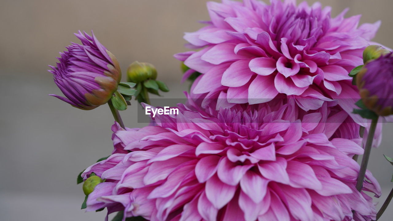 flower, flowering plant, plant, freshness, beauty in nature, petal, fragility, pink, close-up, flower head, inflorescence, nature, growth, purple, focus on foreground, no people, dahlia, springtime, magenta, blossom, outdoors, macro photography