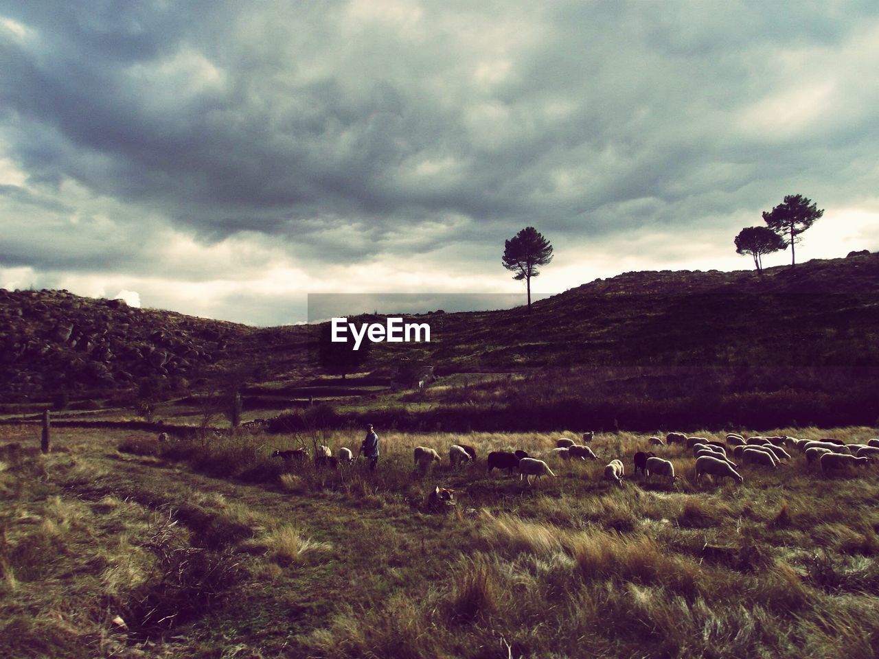 VIEW OF SHEEP ON FIELD AGAINST SKY