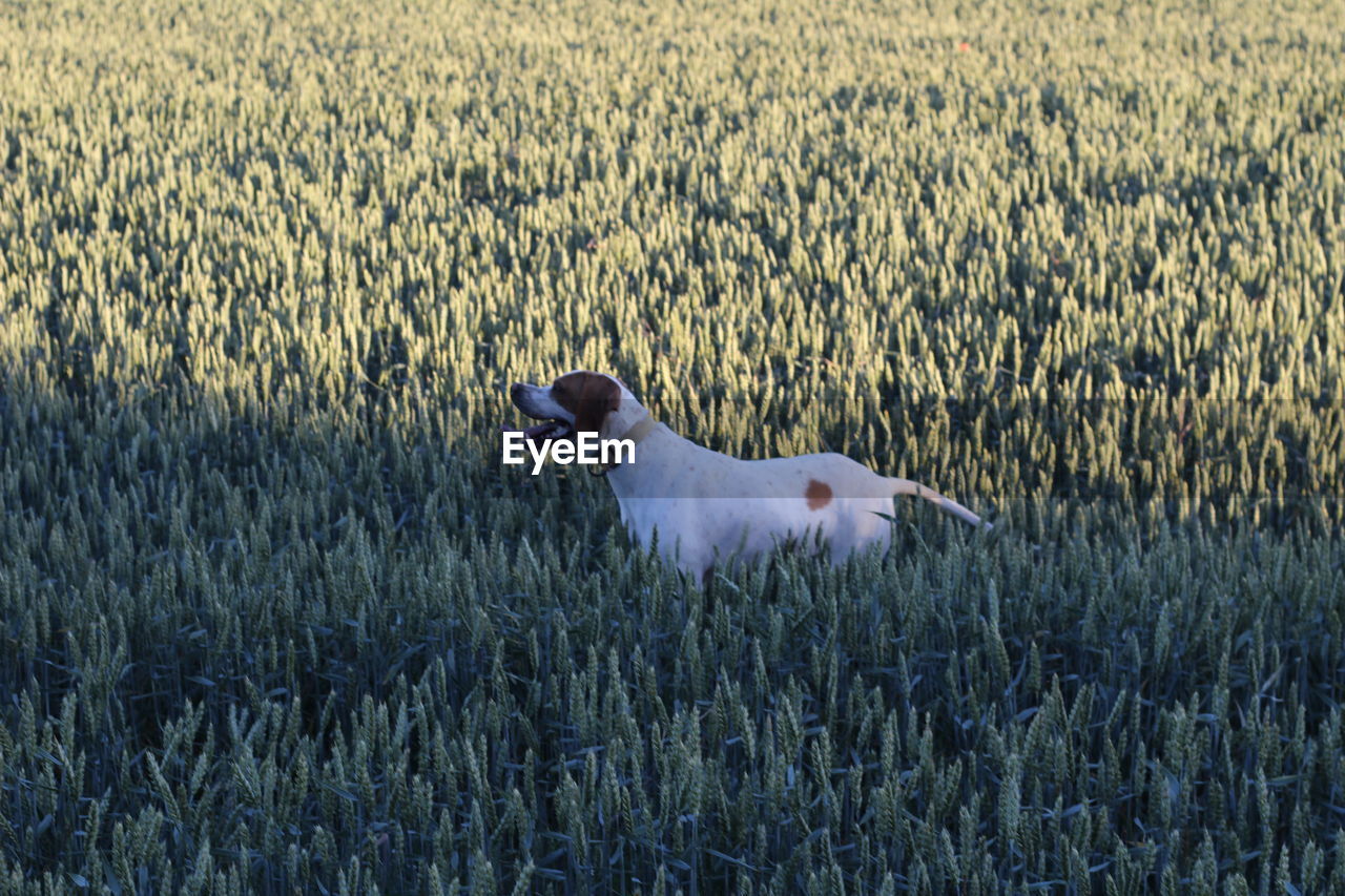 Pointer, hunting dog in green wheat field