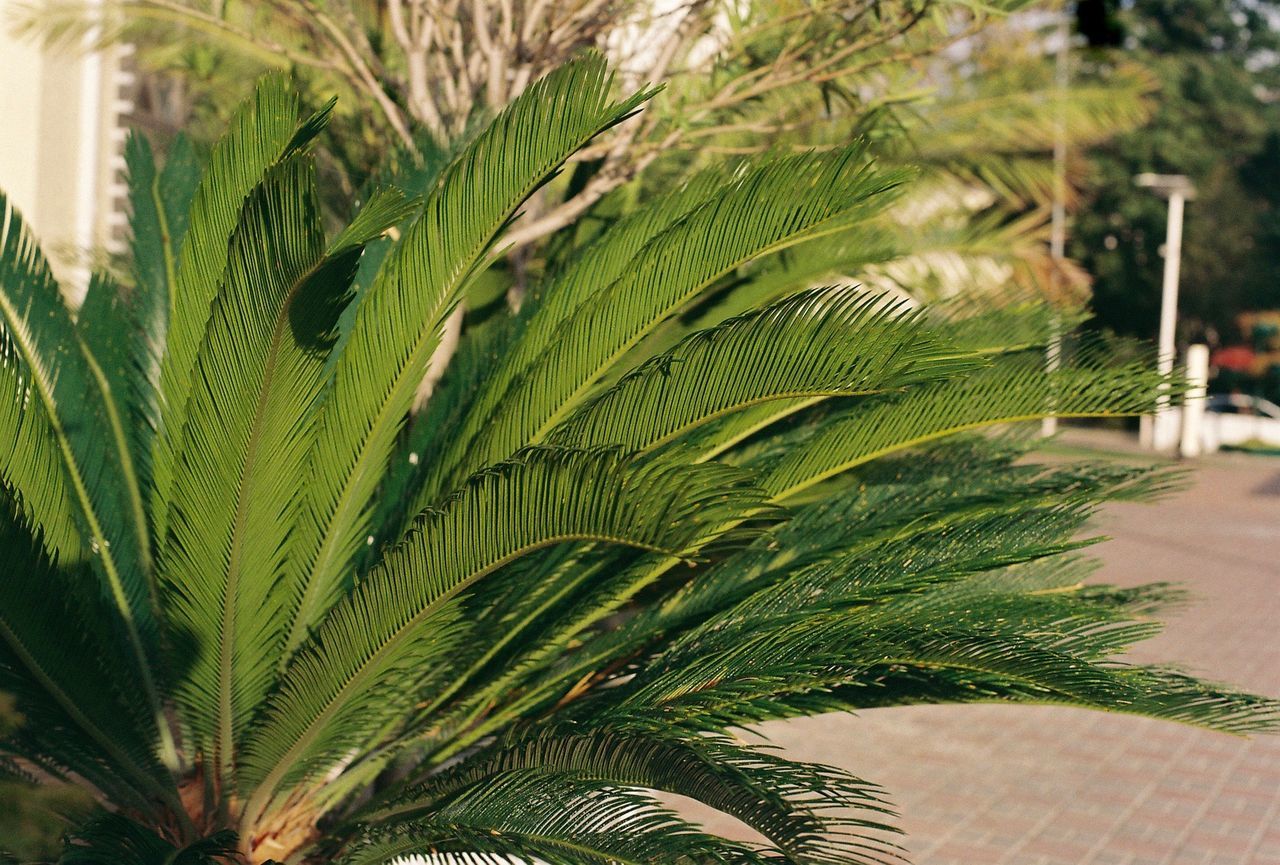 CLOSE-UP OF GREEN PLANT