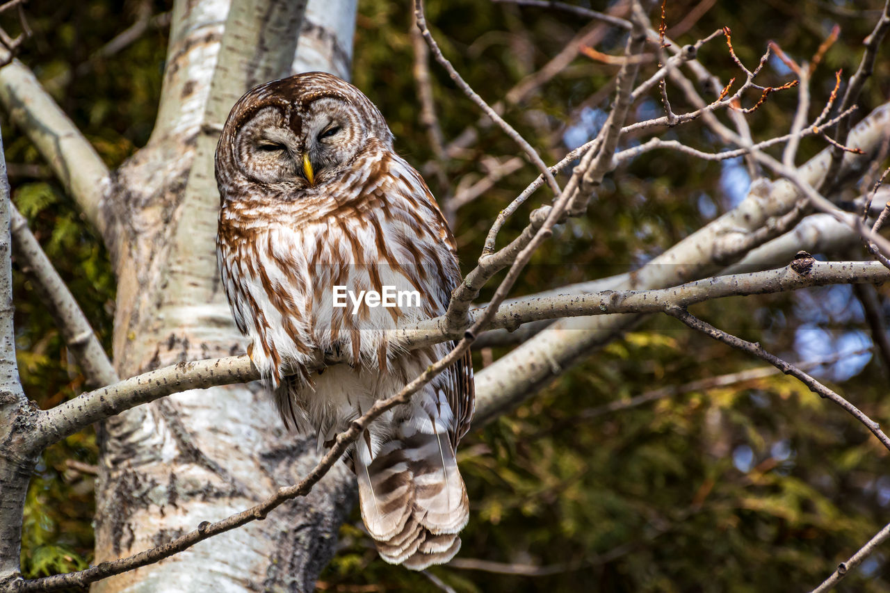 Close-up of bird perching on branch in forest