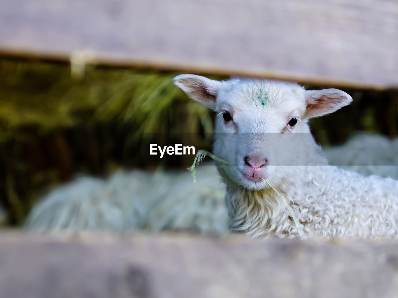 Portrait of sheep seen through fence