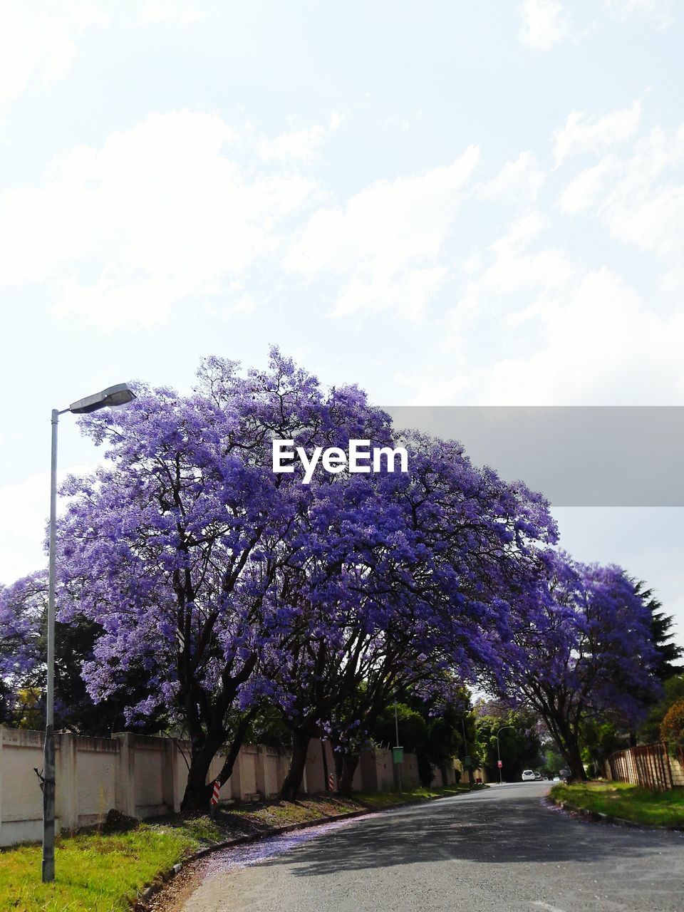 VIEW OF TREE WITH PINK BLOSSOM