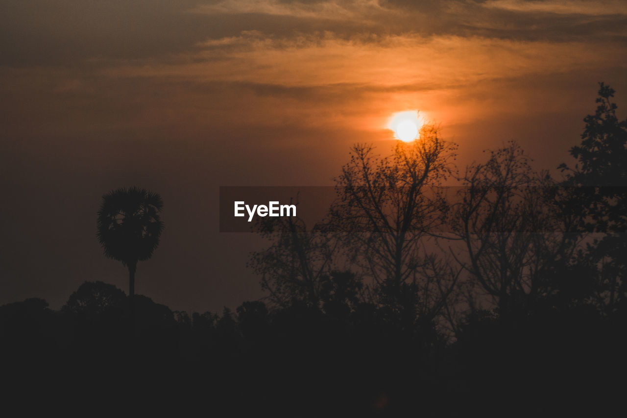 SILHOUETTE TREES AGAINST ORANGE SKY