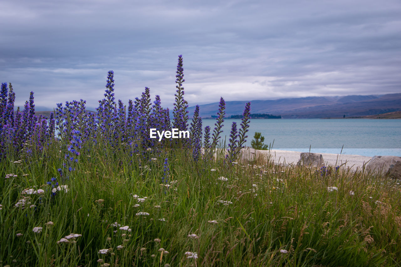 Scenic view of flowering plants on field against sky