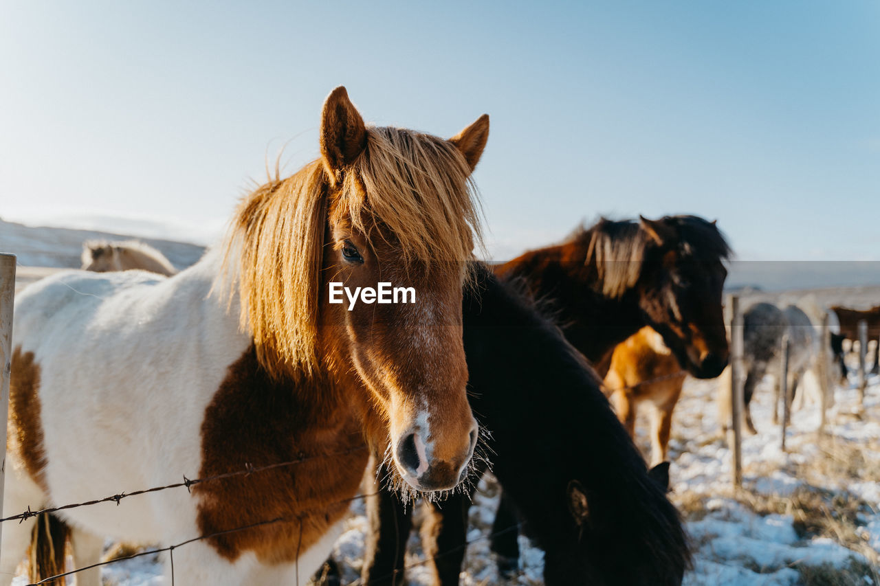 Portrait of horse standing by fence in animal pen during winter