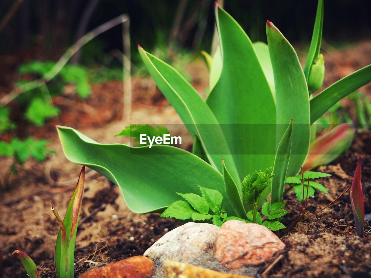 CLOSE-UP OF FRESH GREEN PLANT