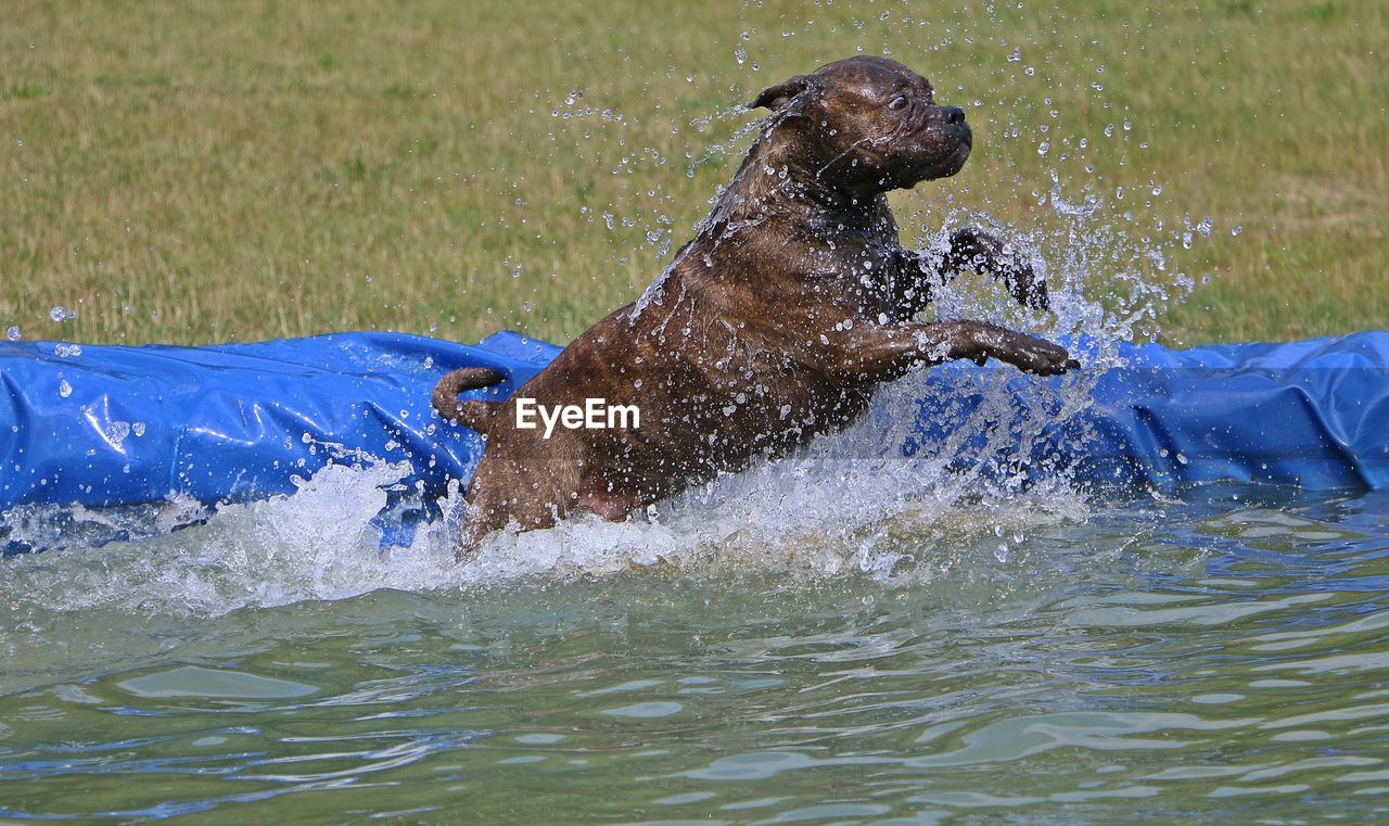 DOG IN WATER