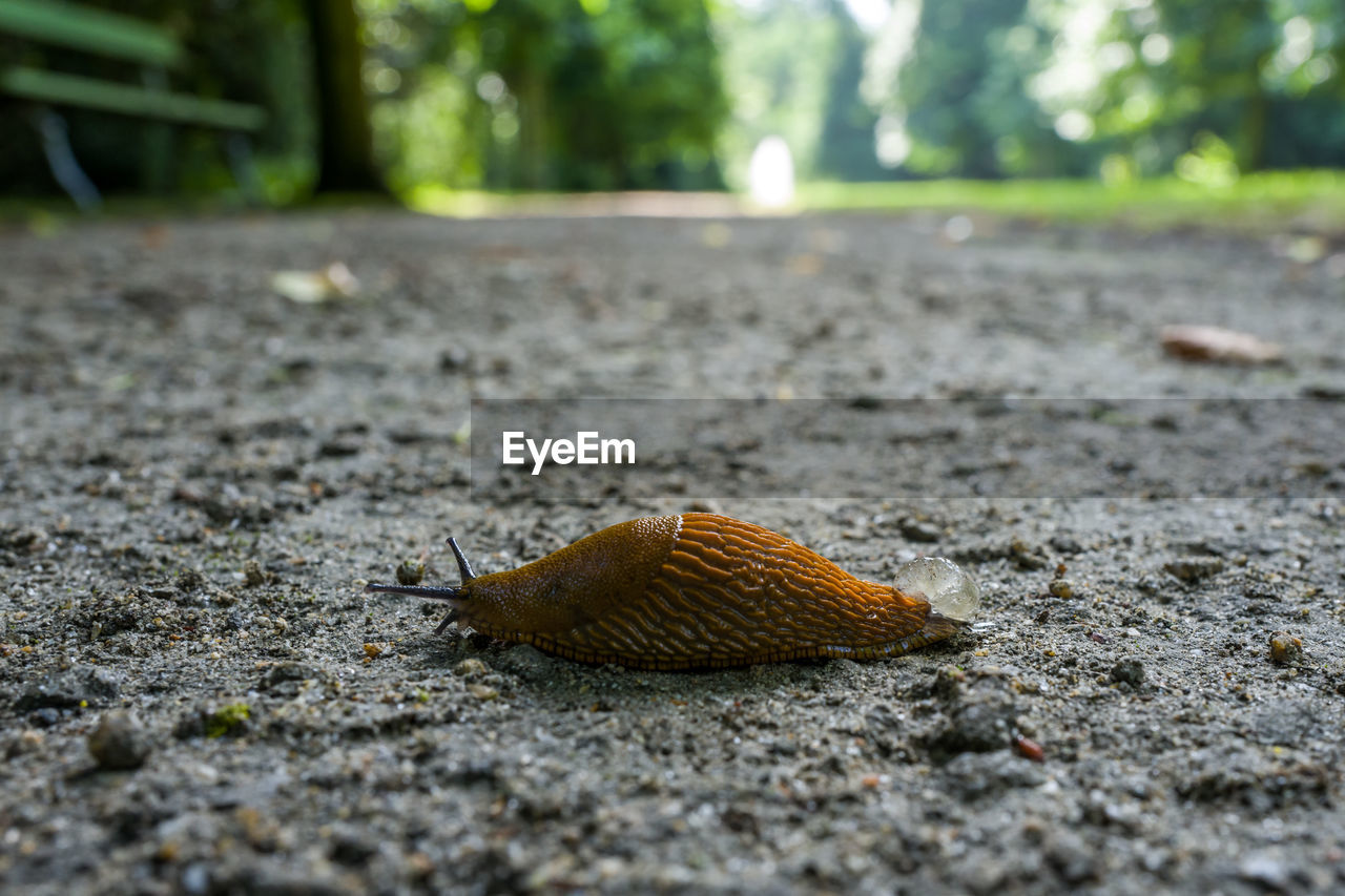 CLOSE-UP OF SNAIL ON FIELD