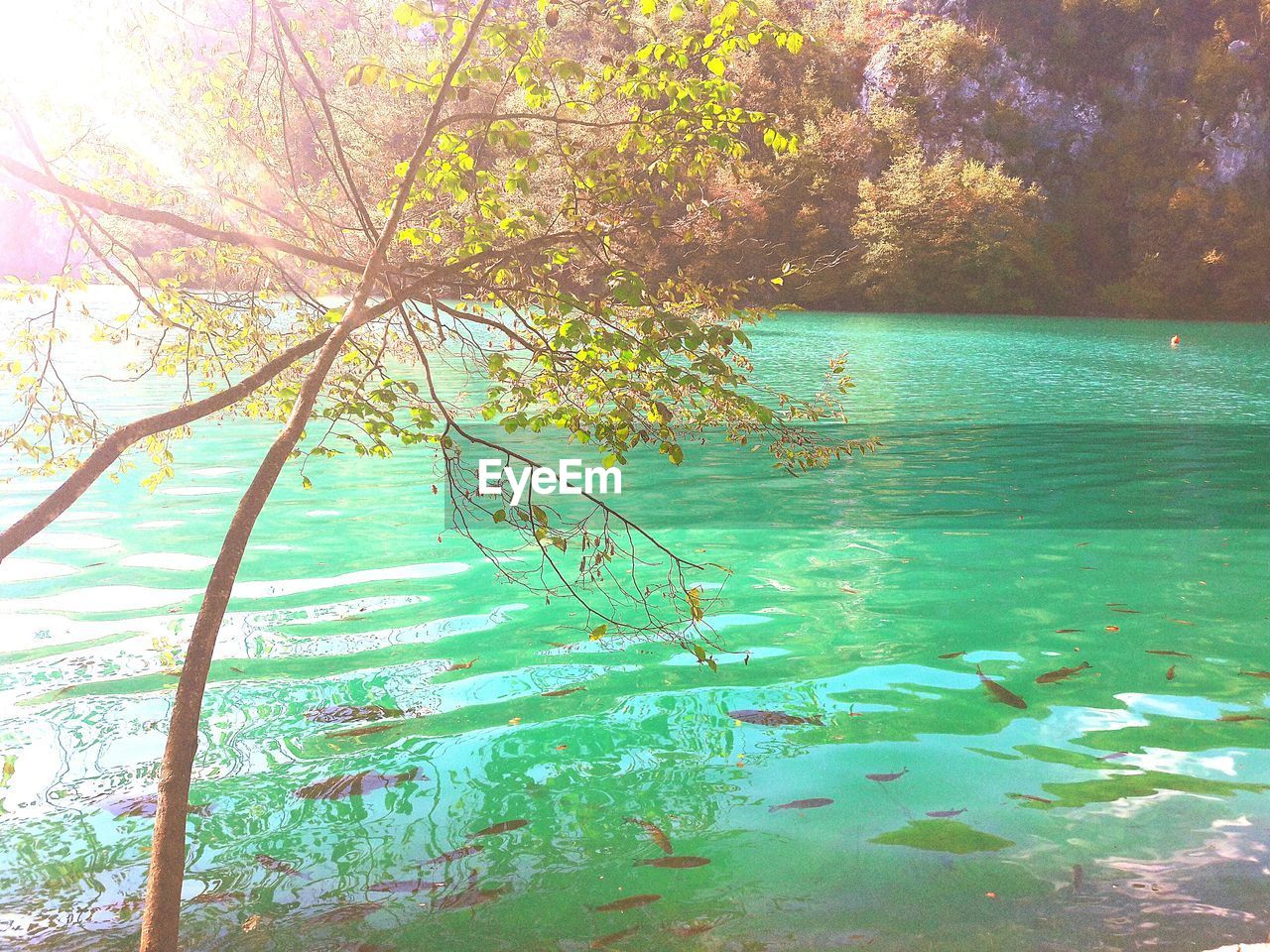 CLOSE-UP OF TREE IN WATER