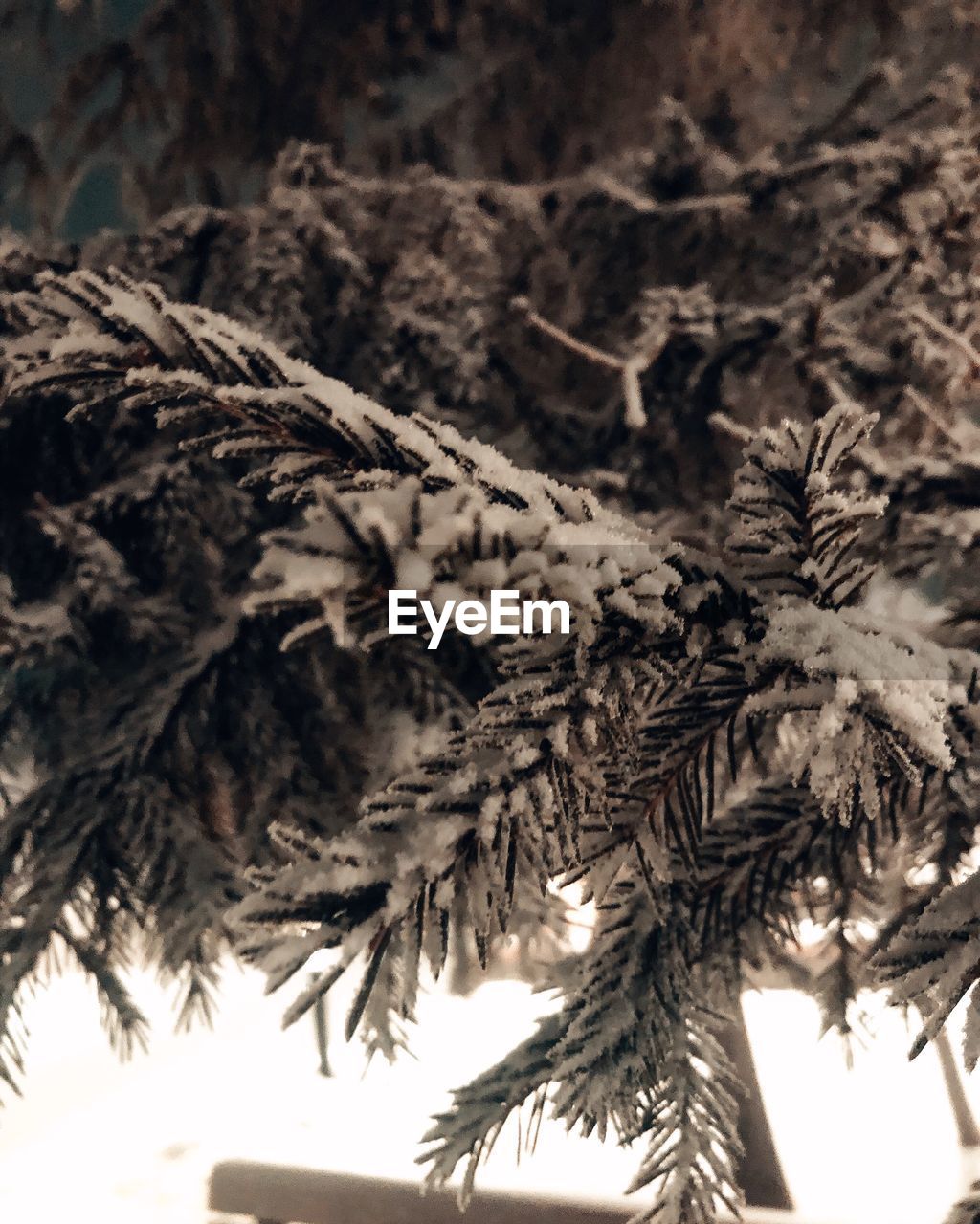 CLOSE-UP OF PINE TREE WITH SNOW