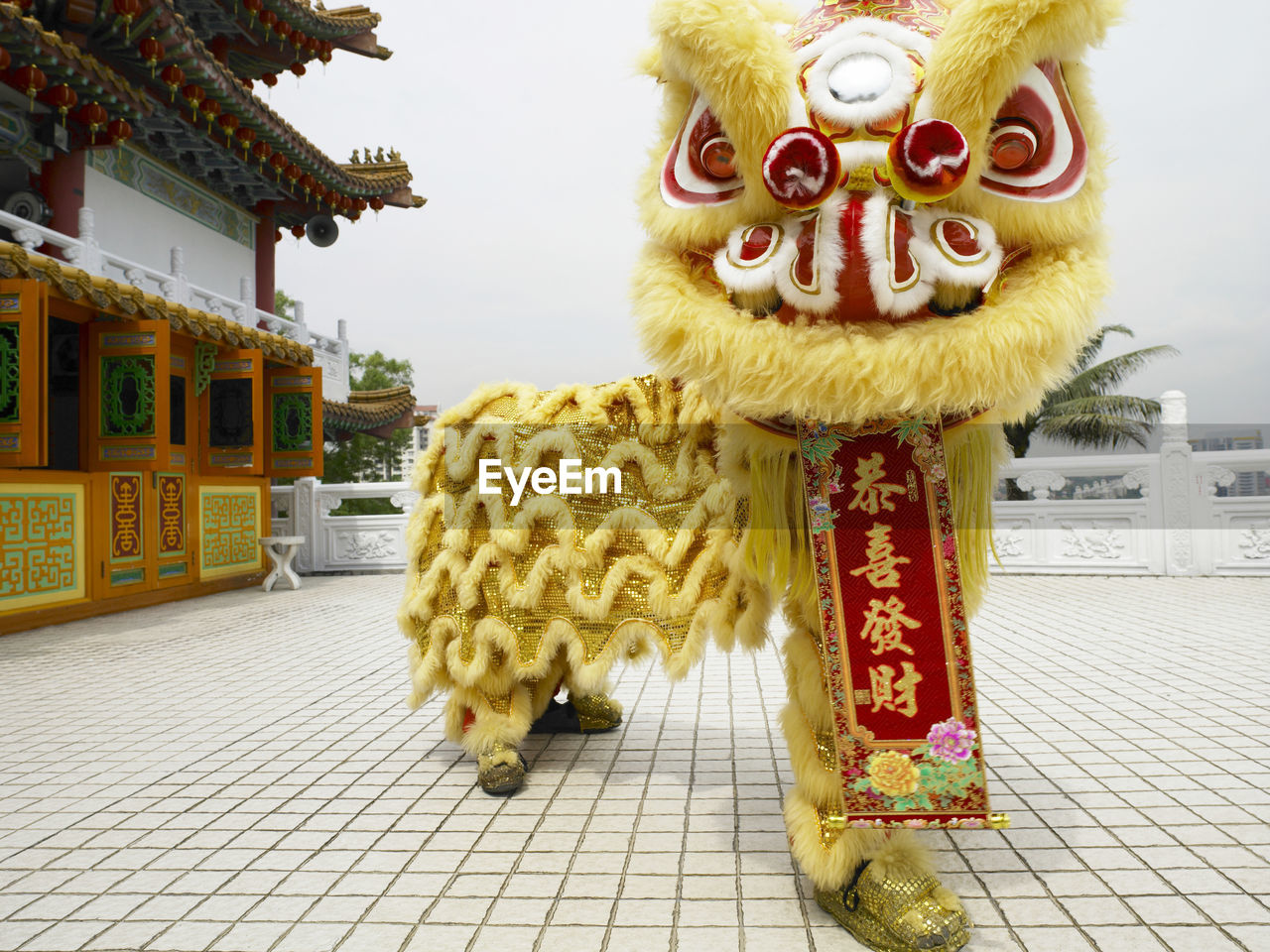 Yellow lion dance  with greeting scroll  happy chinese new year at temple