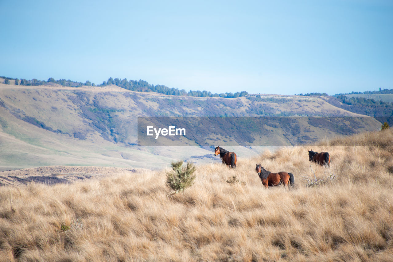 VIEW OF HORSES ON LANDSCAPE