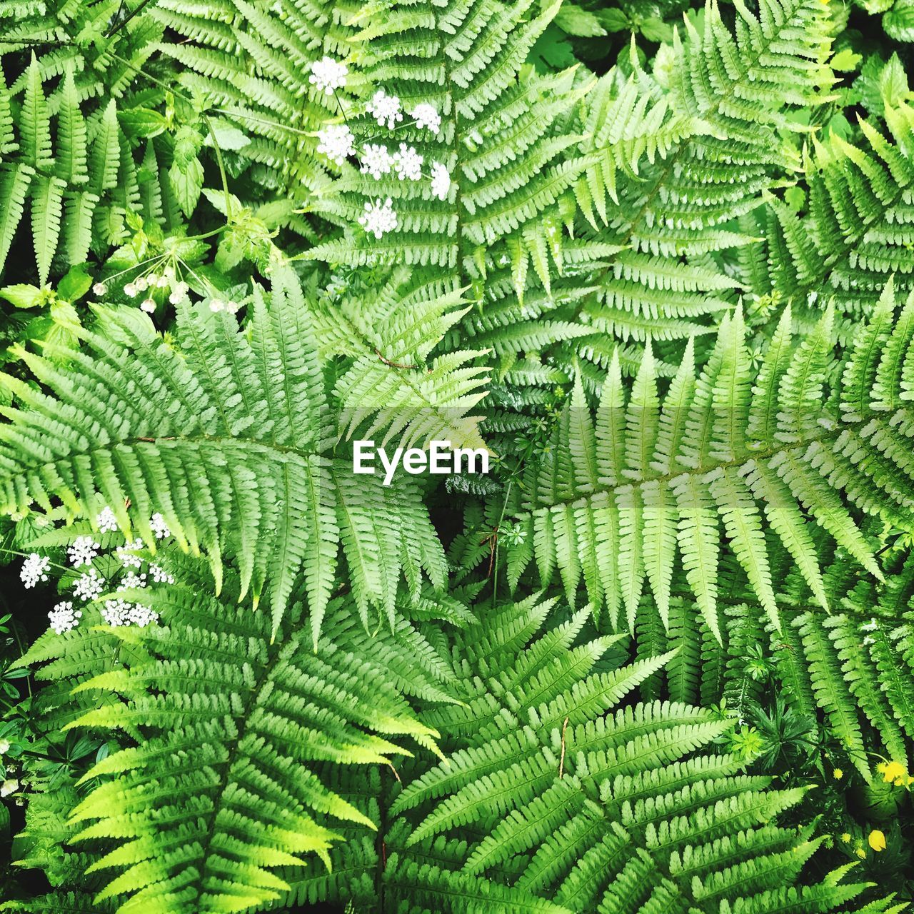 Full frame shot of fern leaves