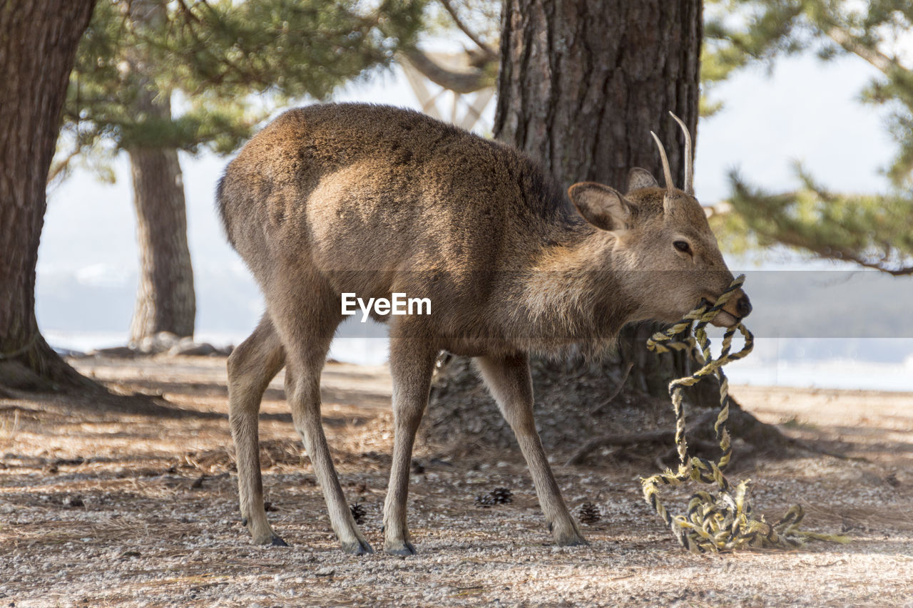 DEER IN A TREE