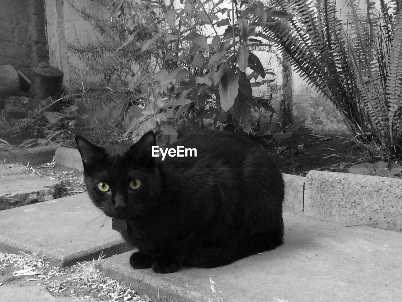 Portrait of cat relaxing against plants