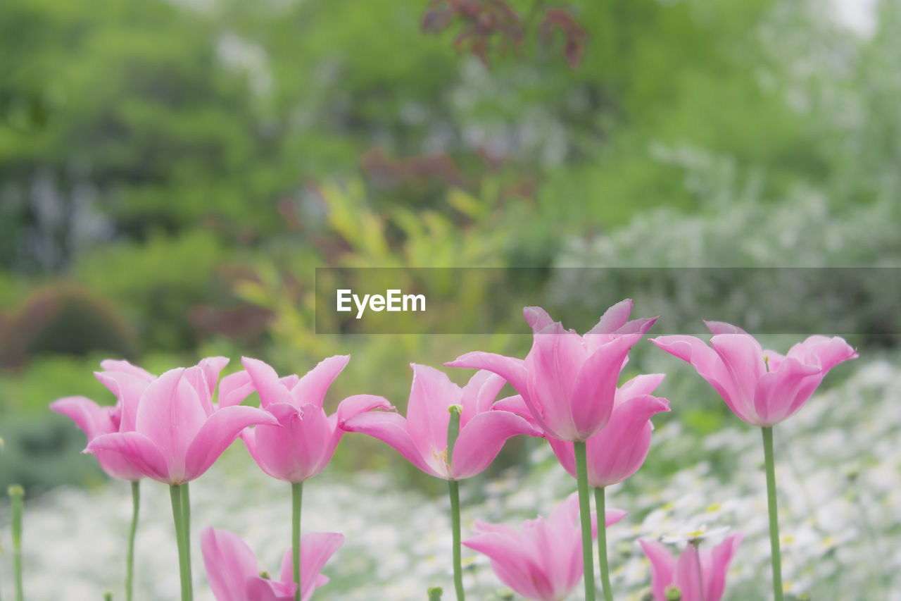 Close-up of pink flowering plants on field